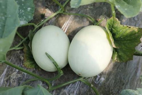 玉菇瓜如何吃,探索美味与营养的完美融合