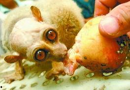 吃瓜怪兽版,揭秘娱乐圈的神秘面纱