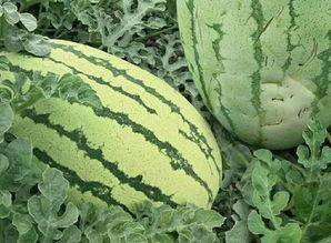 大圆架瓜怎么吃,解锁美味新体验