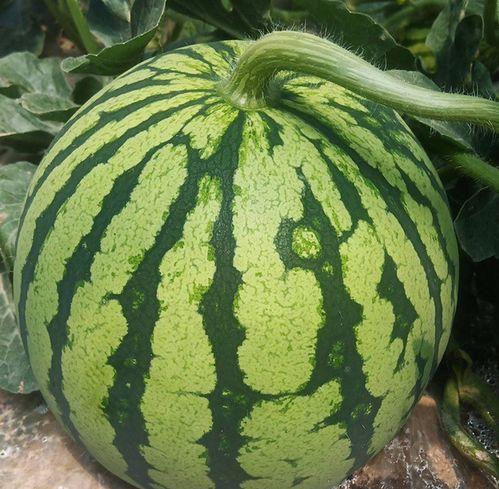 大圆架瓜怎么吃,解锁美味新体验