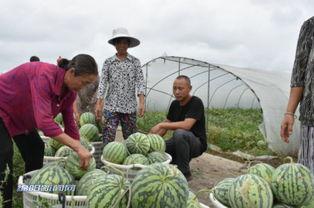 西固吃瓜群众,揭秘社区生活百态
