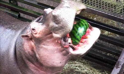 河马吐槽吃瓜,吃瓜群众的欢乐与烦恼