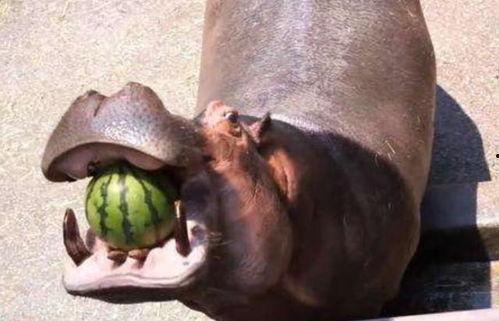 河马吐槽吃瓜,吃瓜群众的欢乐与烦恼