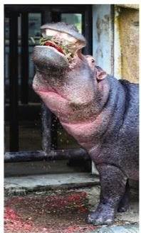 河马吐槽吃瓜,吃瓜群众的欢乐与烦恼