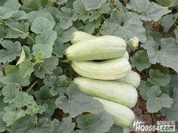 怎么吃最新的瓜,紧跟潮流，解锁最新“吃瓜”攻略