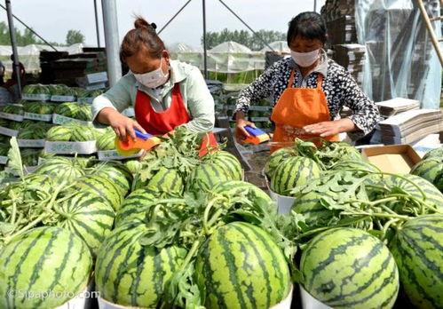 什么季节吃施瓜,跟随季节品尝施瓜的鲜美滋味