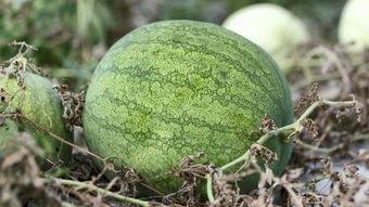 兰州恶性吃瓜,一场引发社会关注的街头冲突