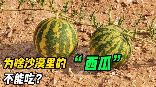 为什么吃瓜不能吃,为何吃瓜需谨慎，避免健康风险
