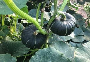 贝贝姐吃瓜,揭秘娱乐圈幕后故事