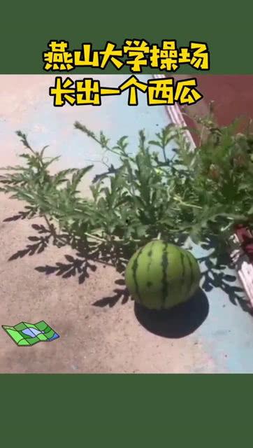 开学前吃瓜,校园里的那些“瓜”