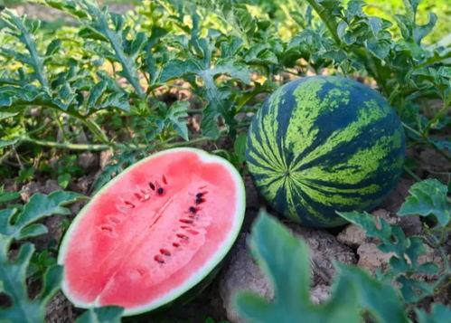 元氏吃瓜,揭秘当地特色美食背后的故事