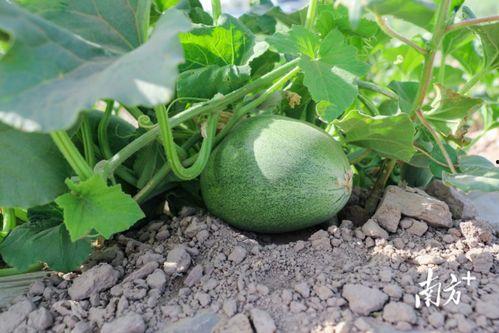 大瓜能经常吃