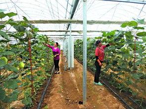 农户家吃瓜,农户家的夏日食趣