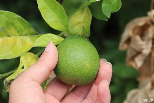 农户家吃瓜,农户家的夏日食趣